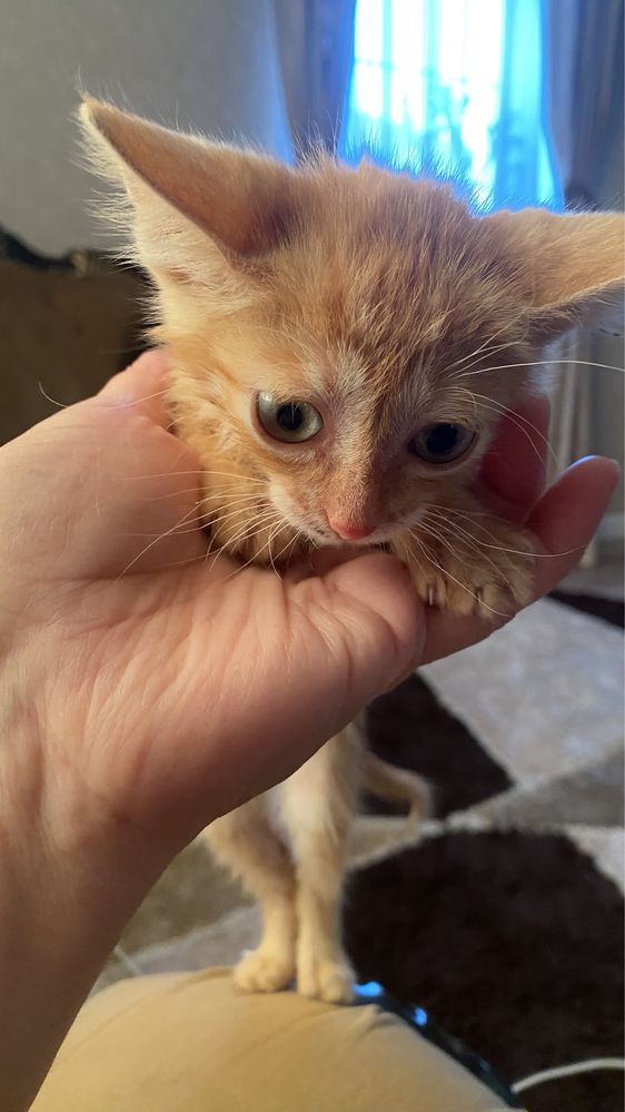 Котёнки маленькие