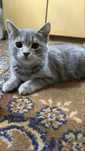 Котенок девочка ищет дом
