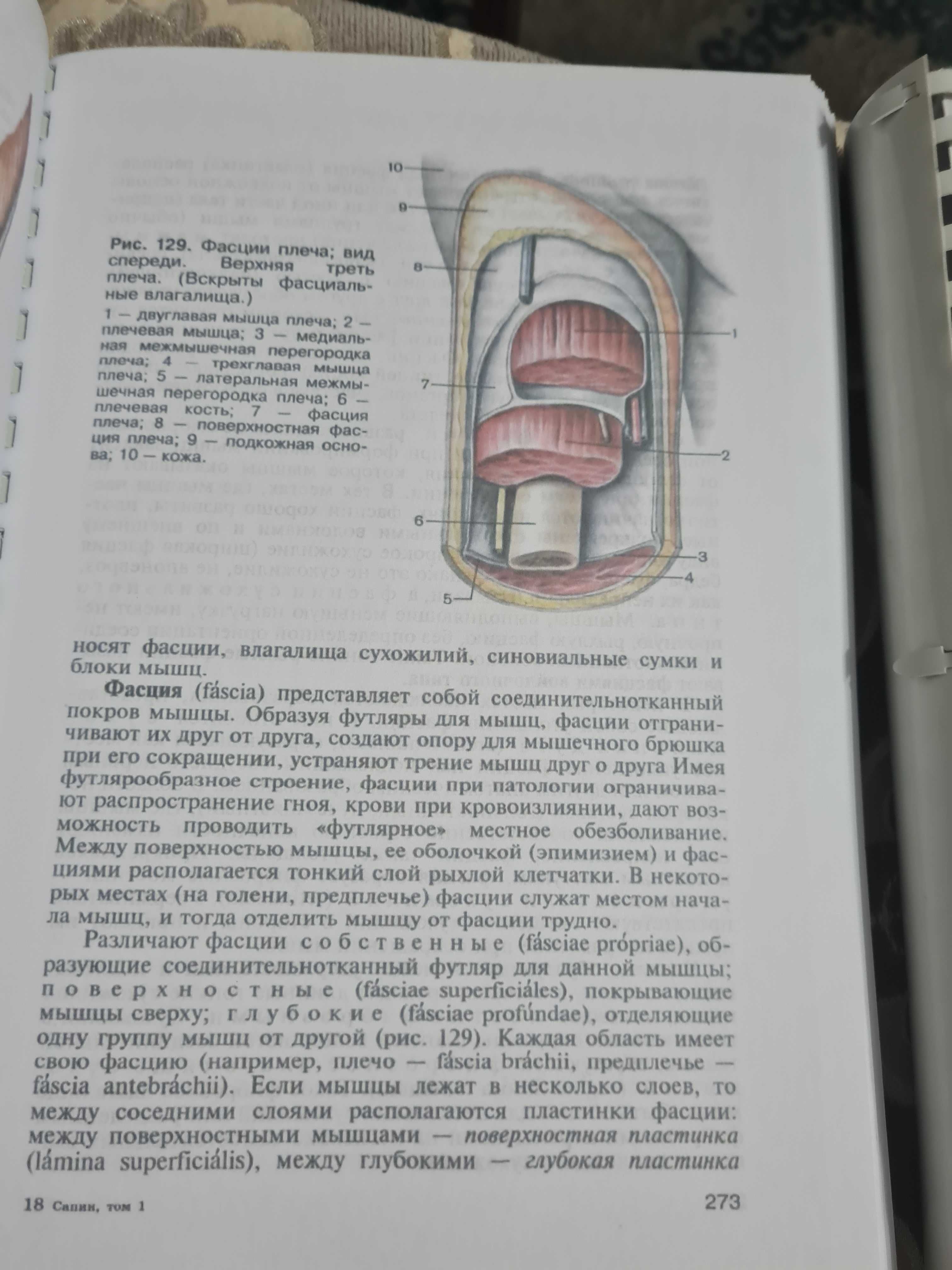 Анатомия человека Сапин