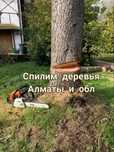 Спил деревьев. Спилим спилить пилим Деревья.