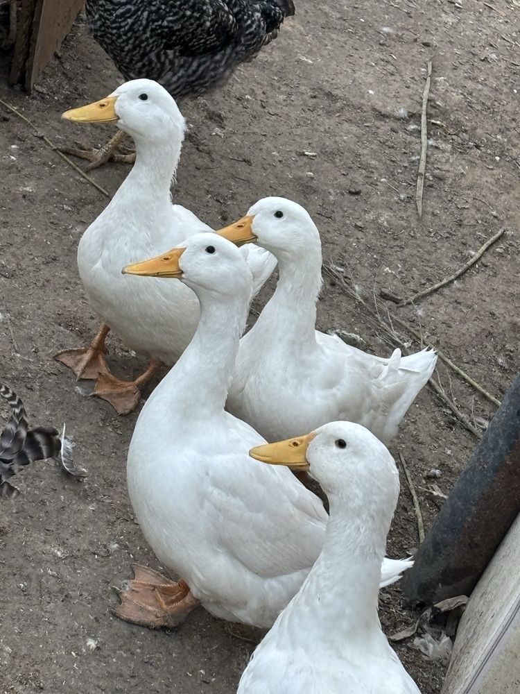 Утка , үйрек сатылады