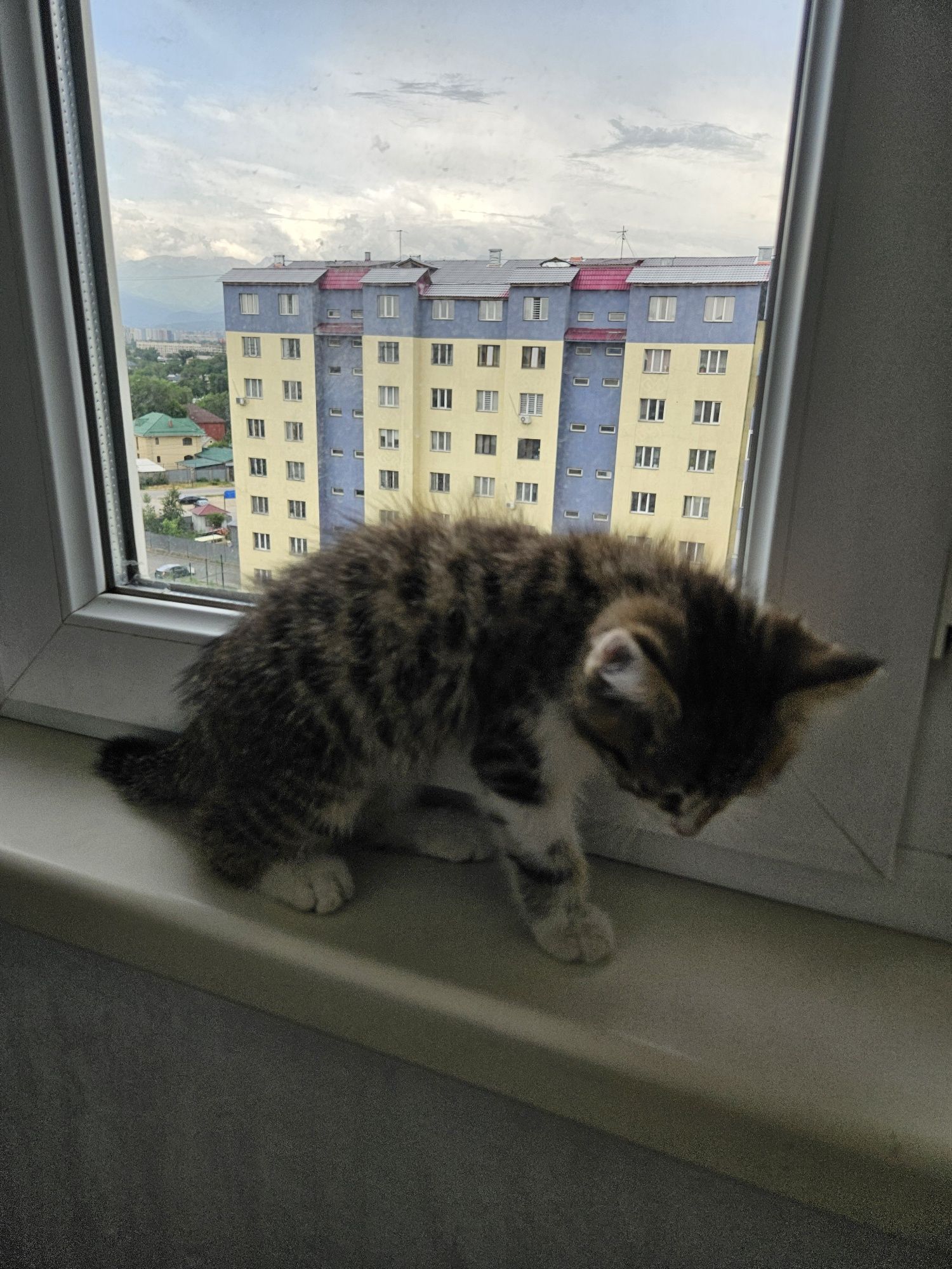 Срочно отдам котёнка в добрые руки!