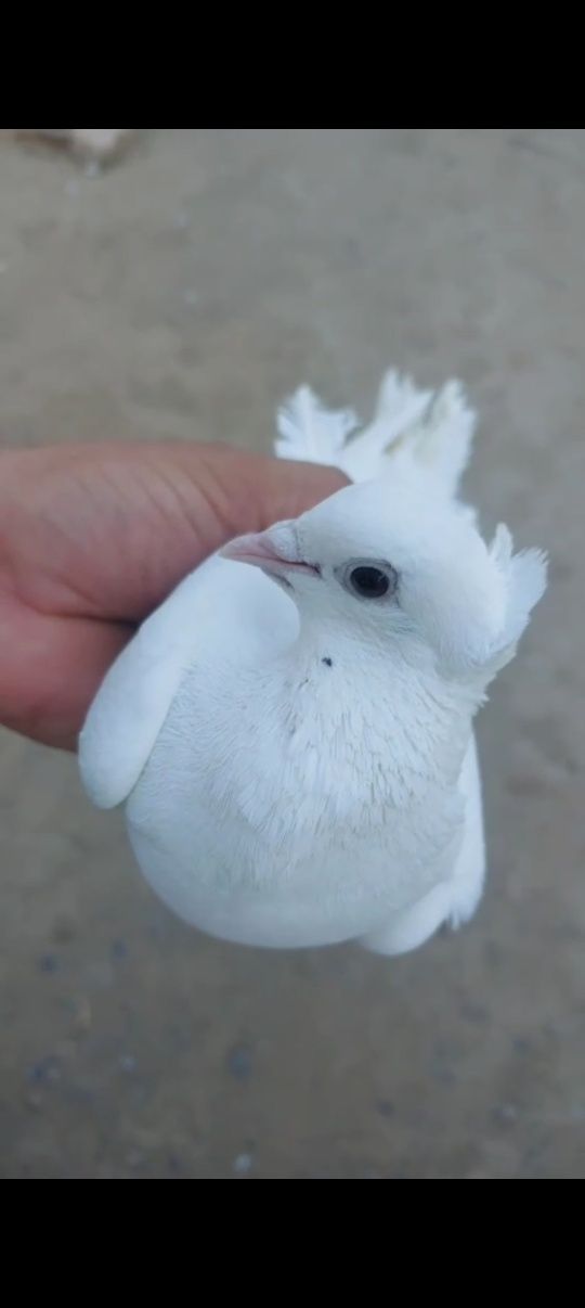 Чисто  белые голуби.