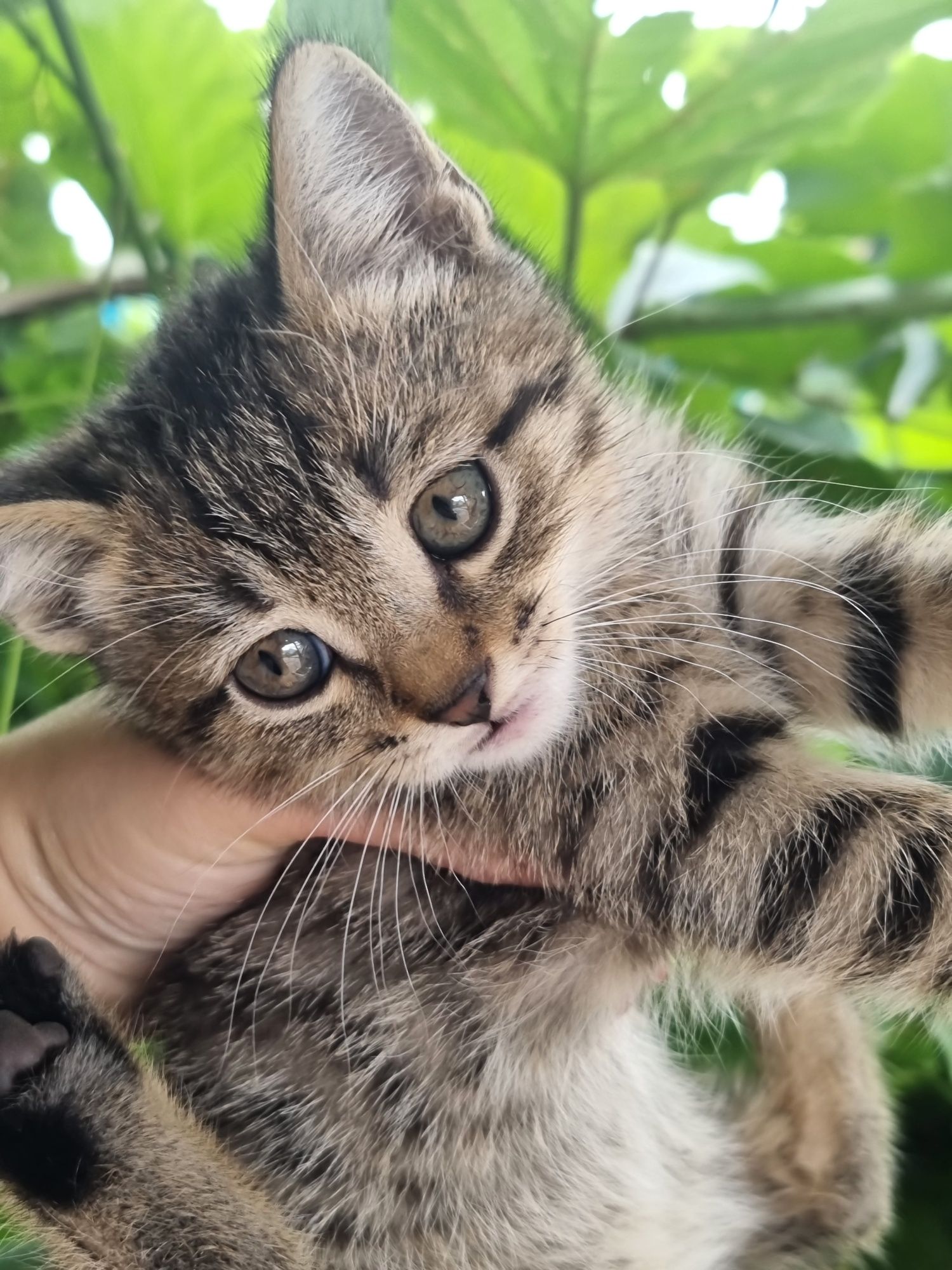 Отдам котёнка девочка