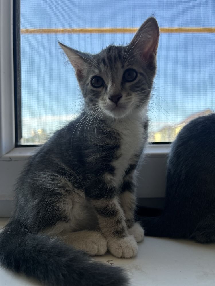 Отдам котят бесплатно