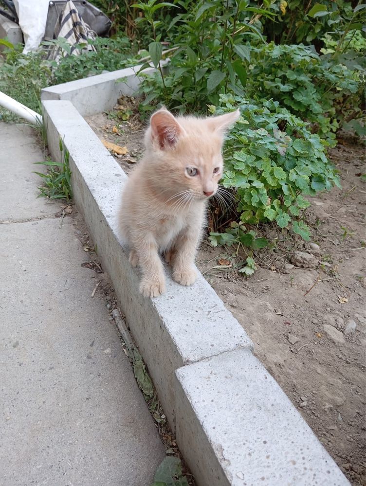 Отдам котят добрым людям