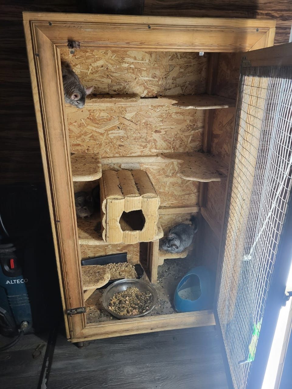 Срочно продам шиншилл.