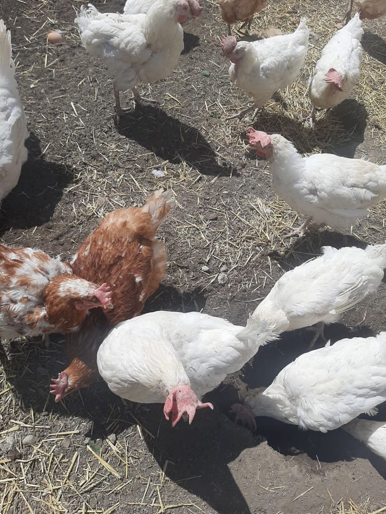 Куры несушки, продам