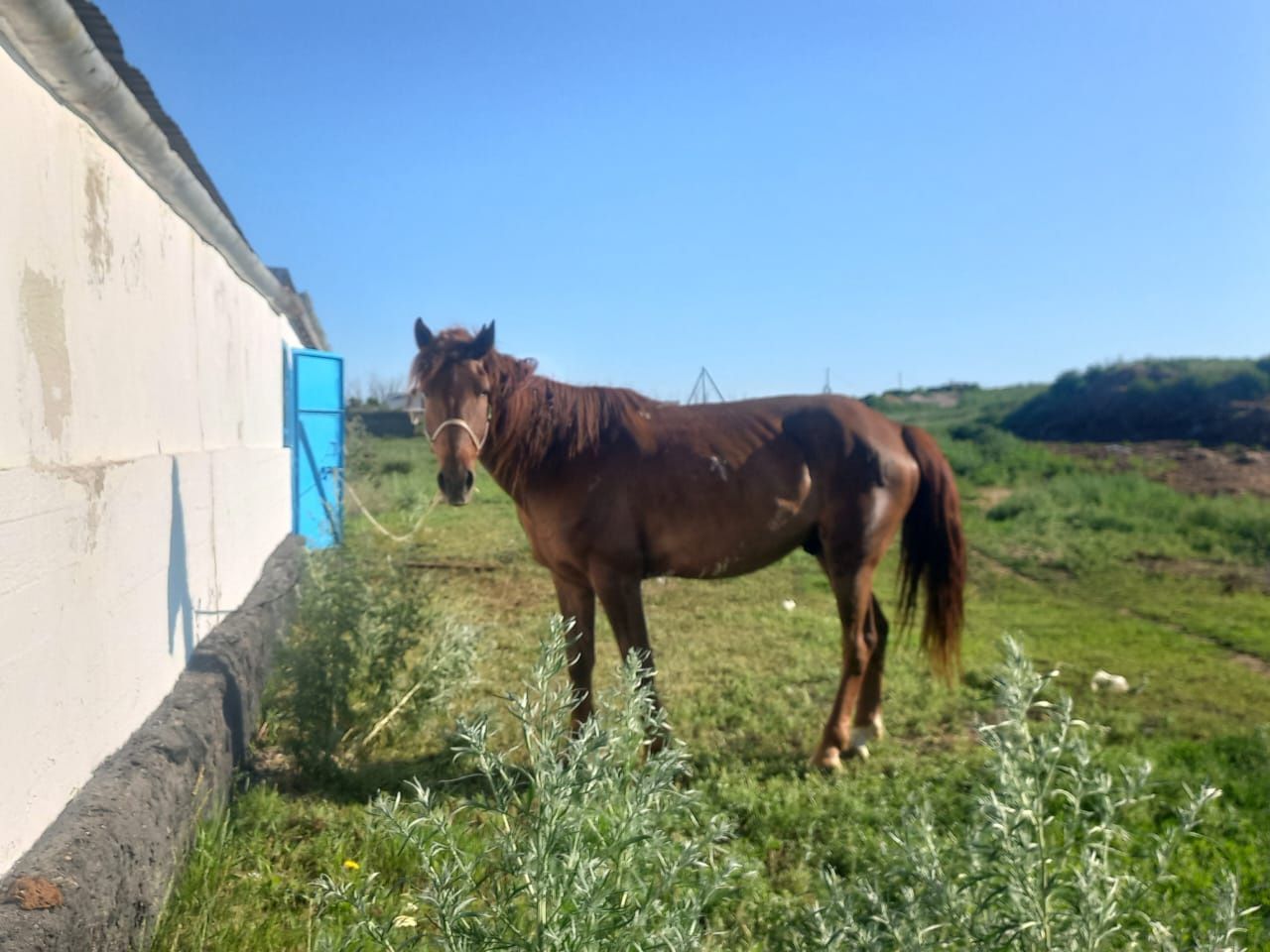 Продам Жеребца Мерина , 7 лет