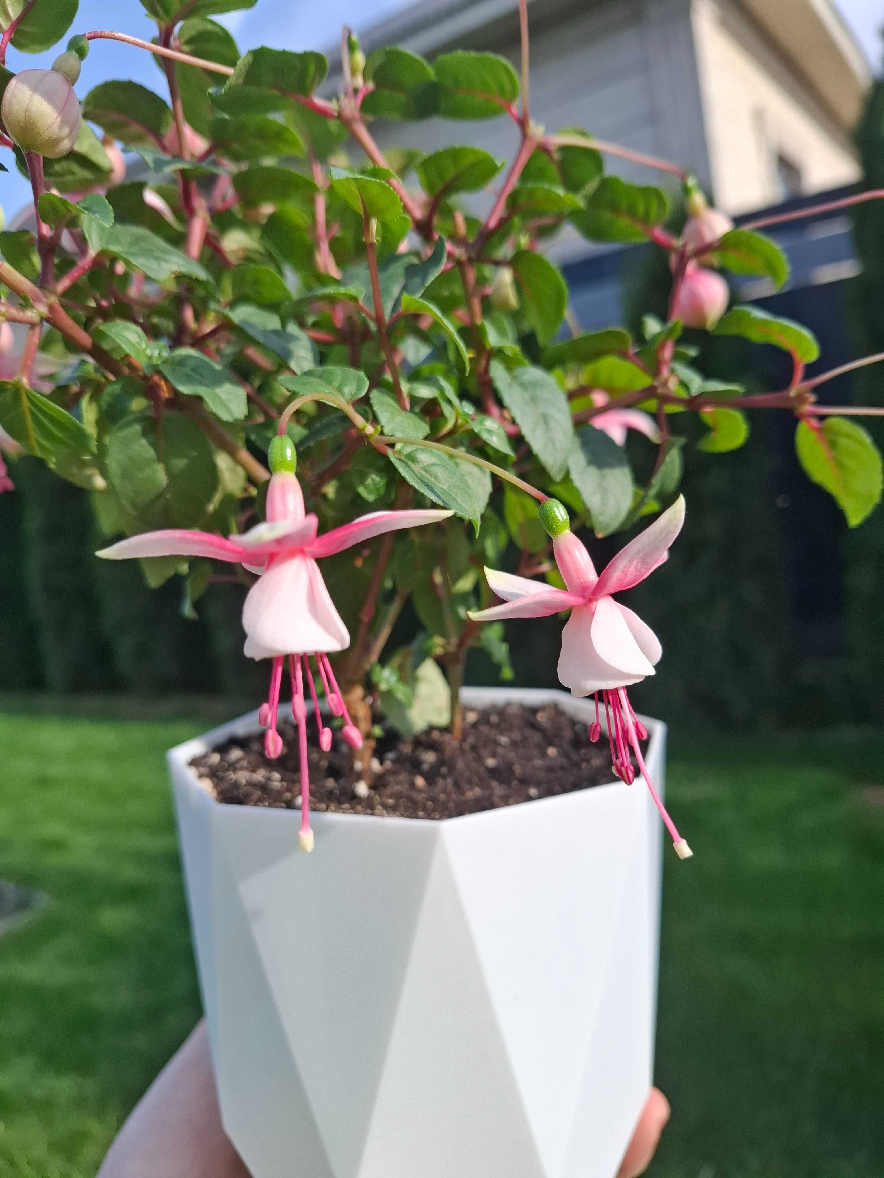 Фуксии, укорененные черенки