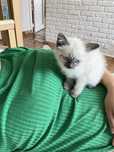 Котёнок белый. В хорошие руки.