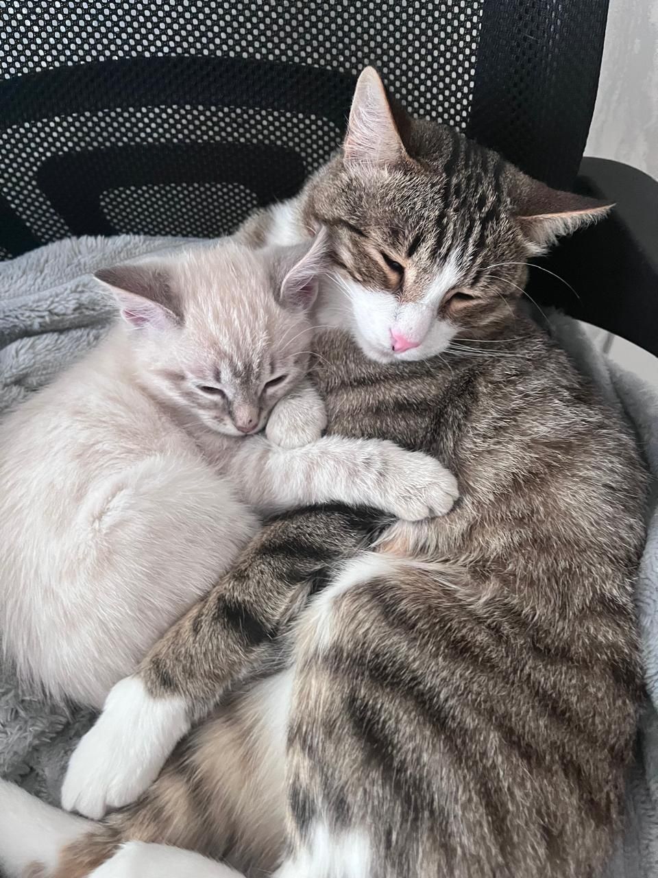 Дарю котенка мальчик