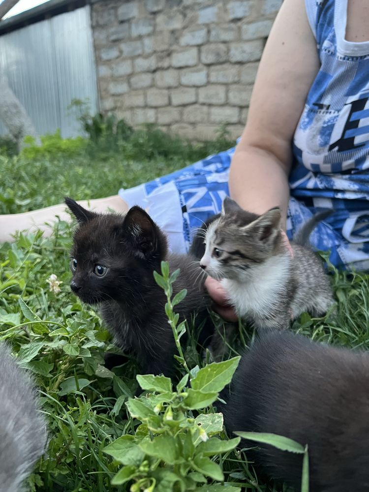 Отдадим котят в добрые руки