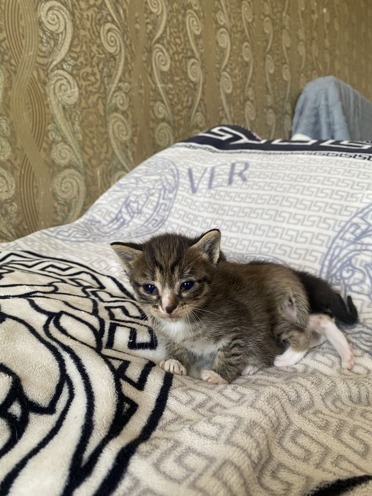 Отдам котят, в добрые руки