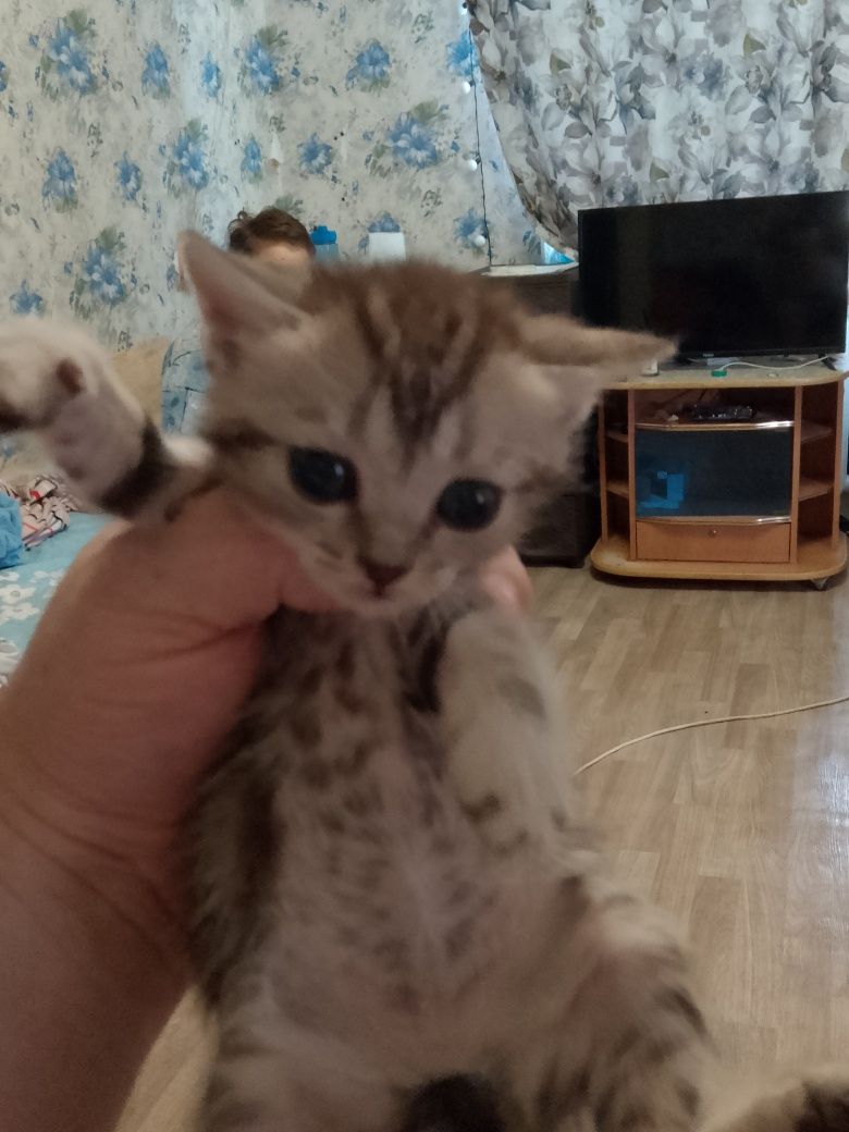 Адам котят мольчики 2 мальчика  три девочки