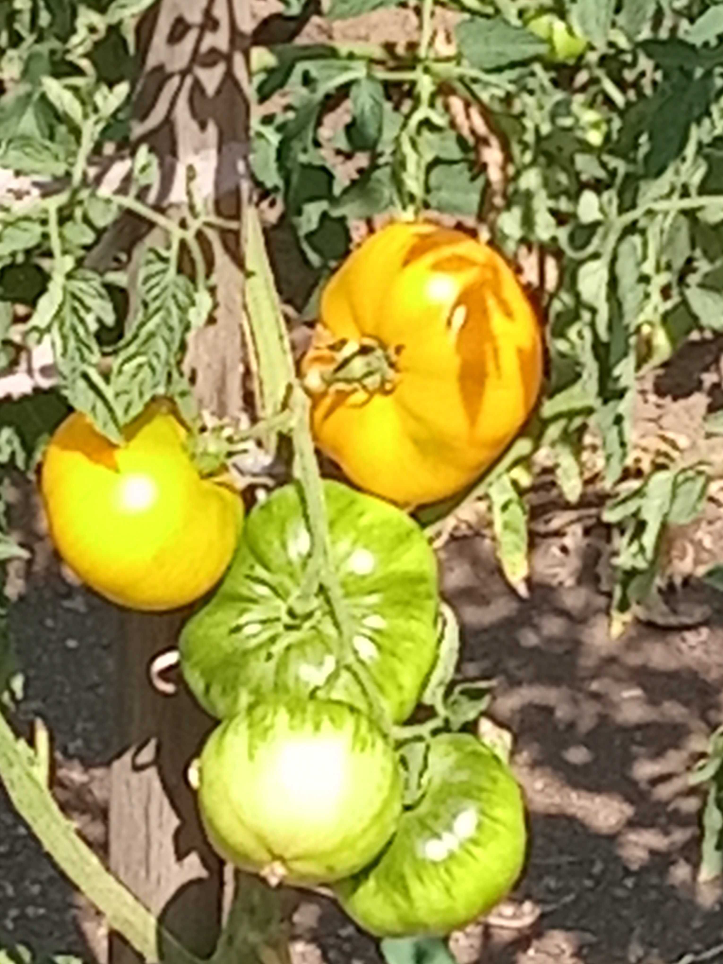 Продам семена томатов