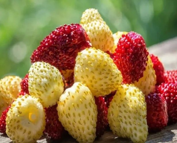 Клубника Пайнберри, Купчиха,  Мице Шиндлер и др саженцы продам