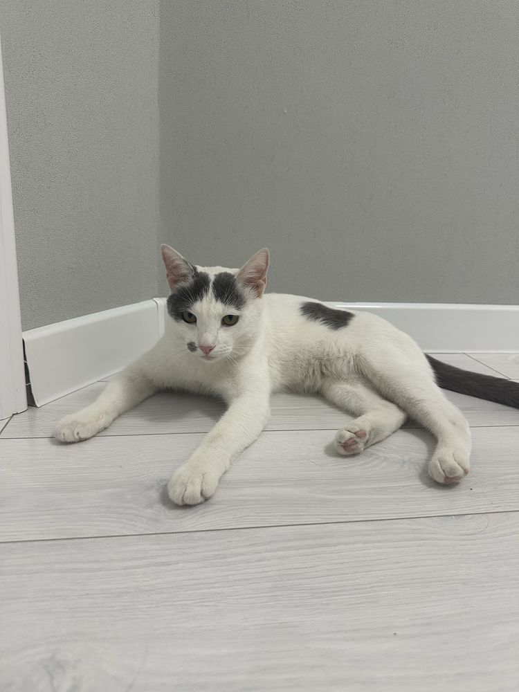 Кот 1,5 года в добрые руки
