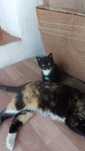 Котята черно-белые