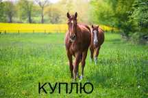 Закупаем лошадей