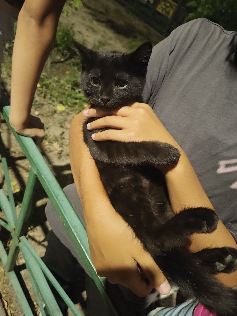 Котенок к хорошим людям