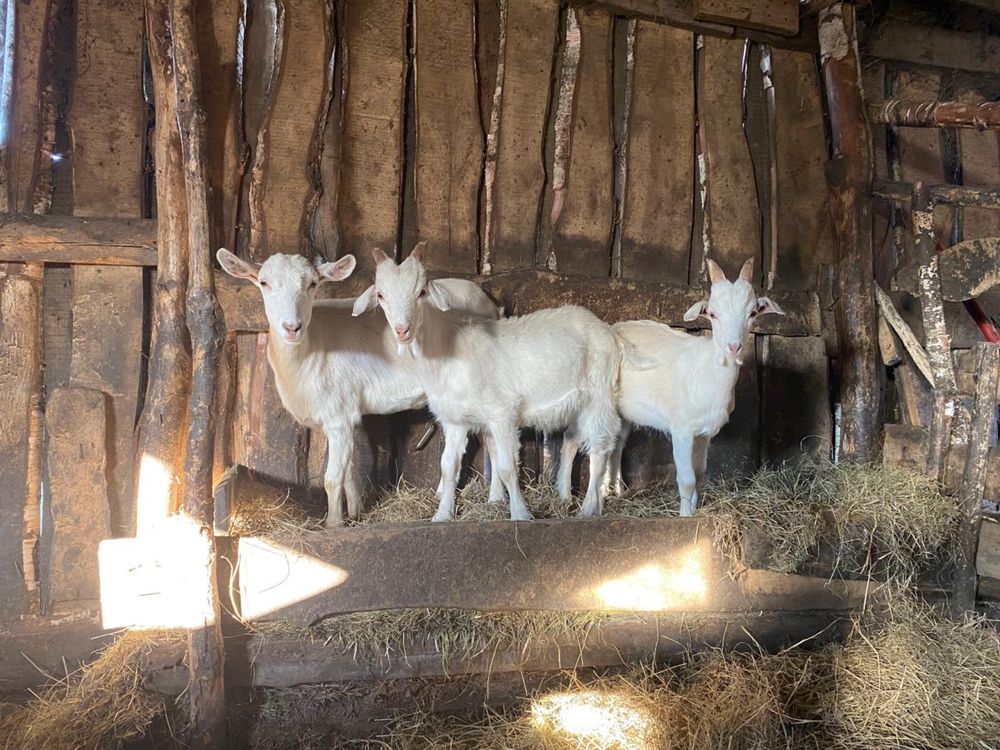 Продам коз ,дойную козу