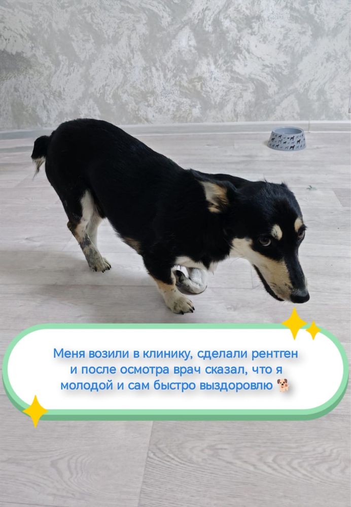 Щенок мальчик ищет дом