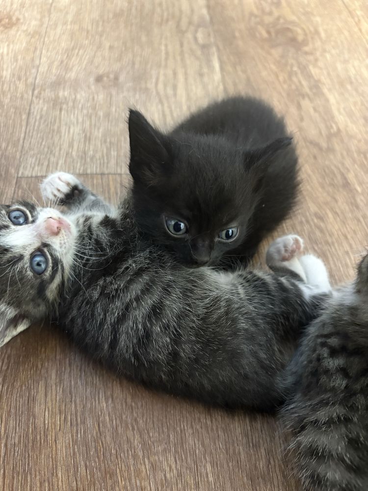 отдам котенка в хорошие руки