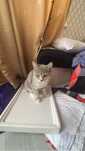 Отдам кота в добрые руки