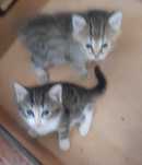 Отдам даром котят