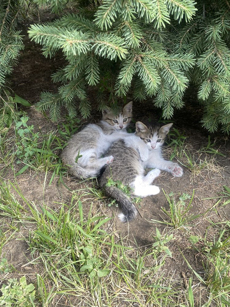 Отдам котят в добрые руки)