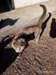 Дарю в добрые руки кошку