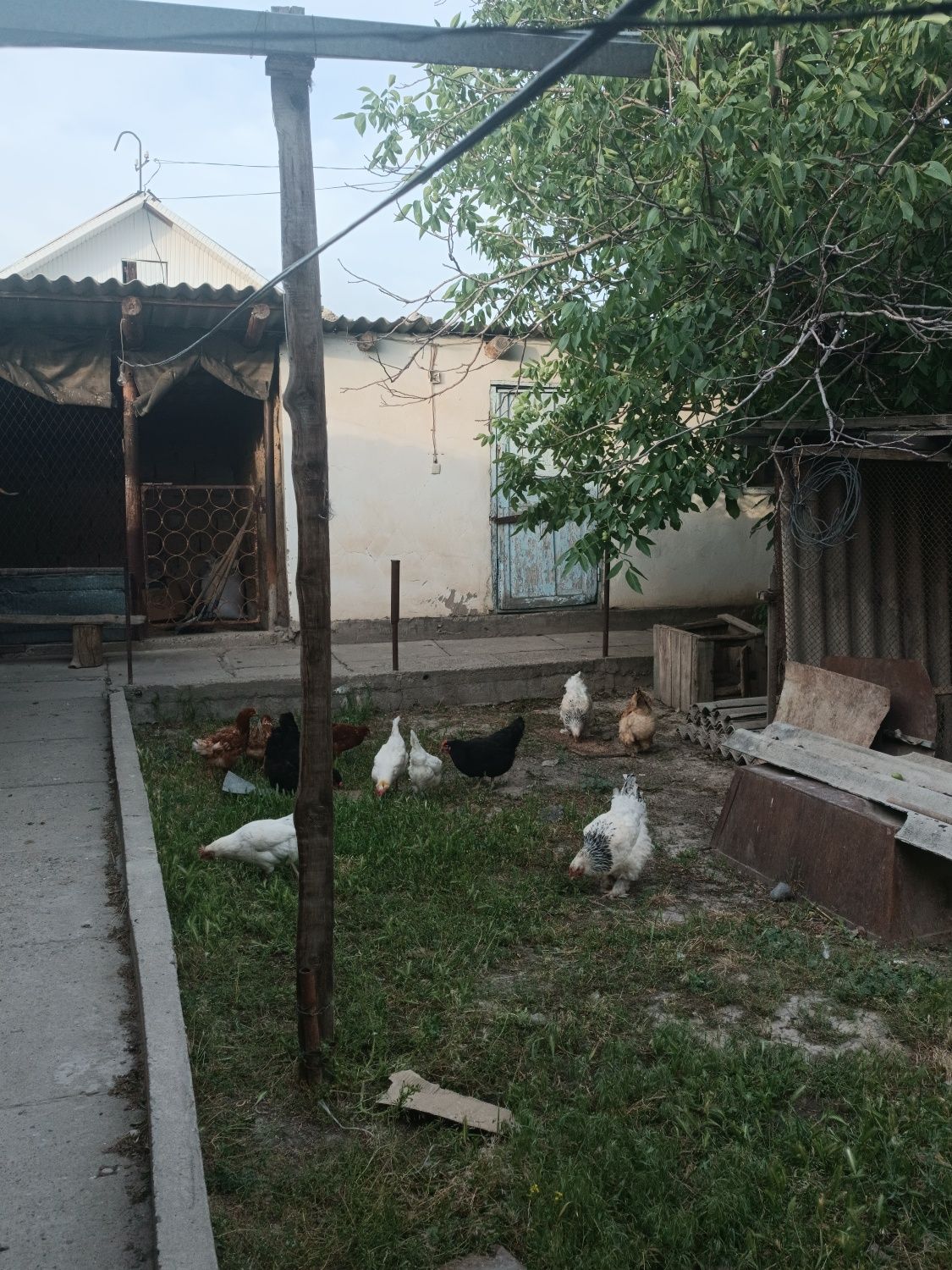 Продается куры брамы семейка