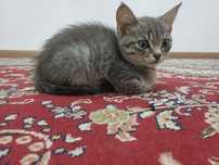 Отдаю даром котят