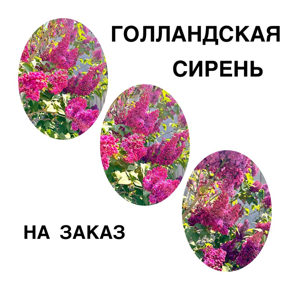 Сирень ГОЛЛАНДСКАЯ очень пахнет!