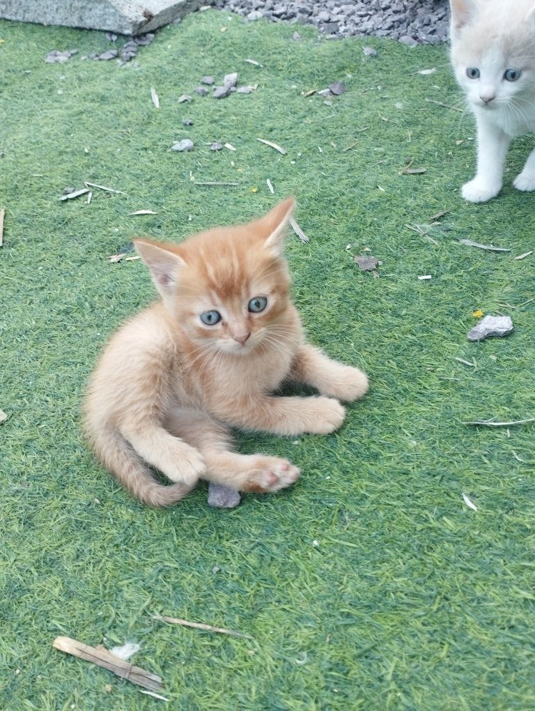 Дарю   котят. В хорошие руки