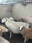 продам бараны, кошкары,5 голов