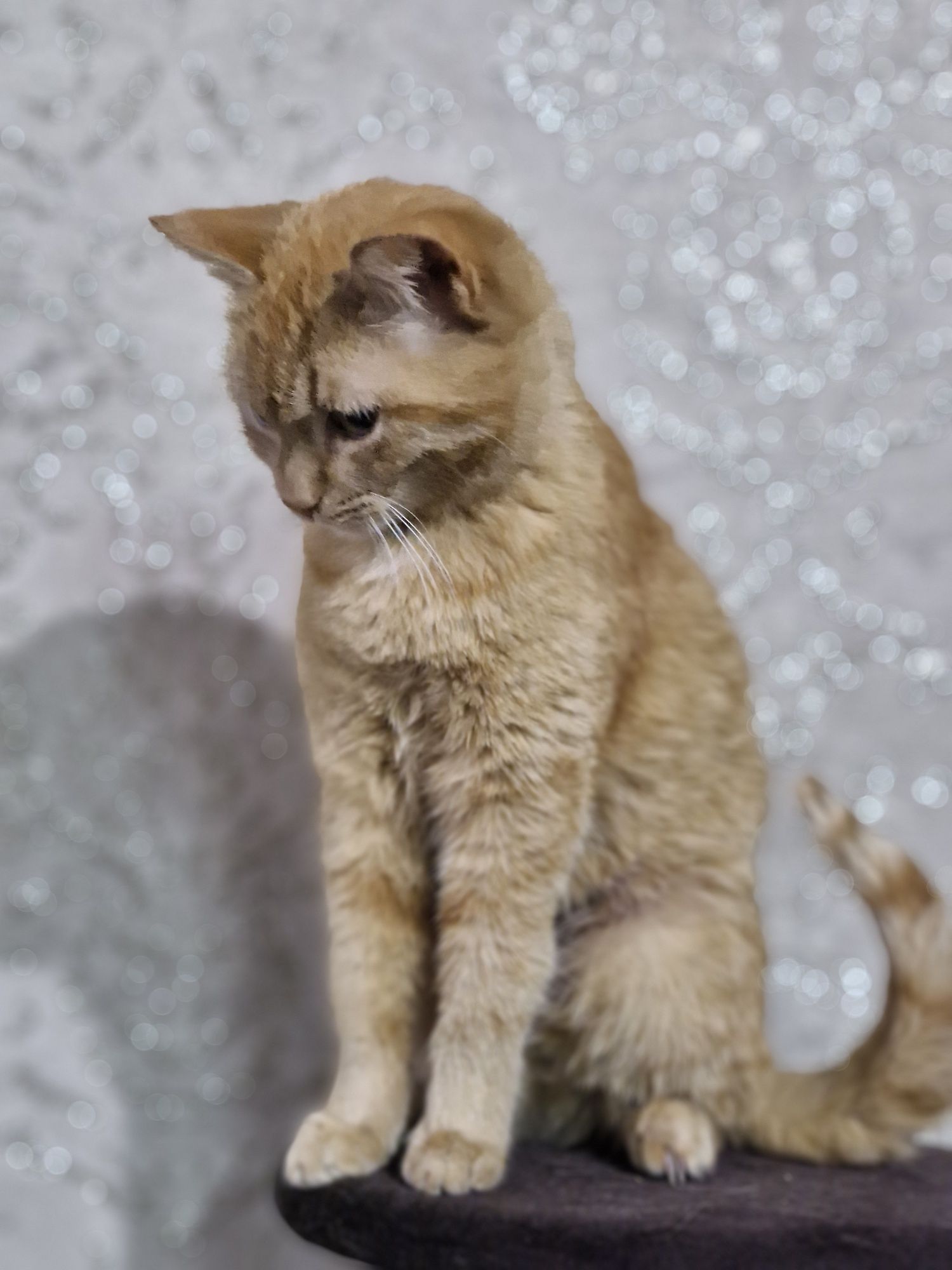 Отдам котёнка бесплатно