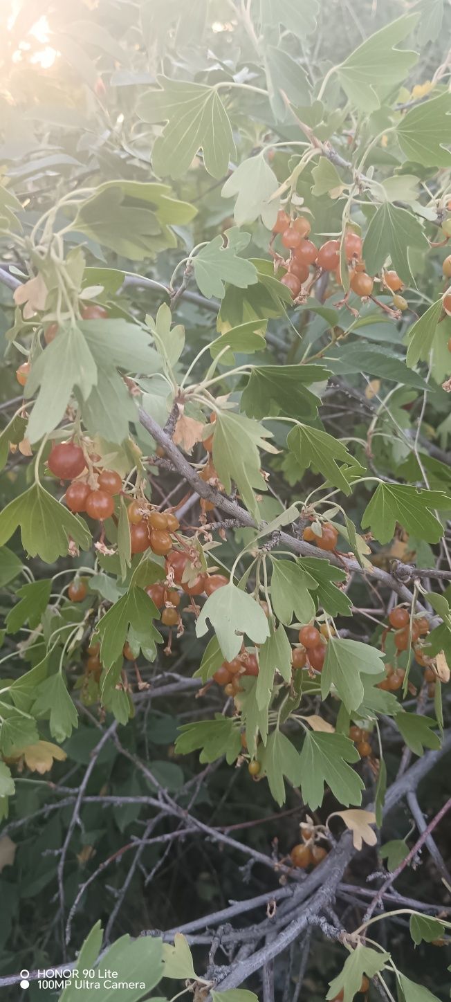 Смородина лесная