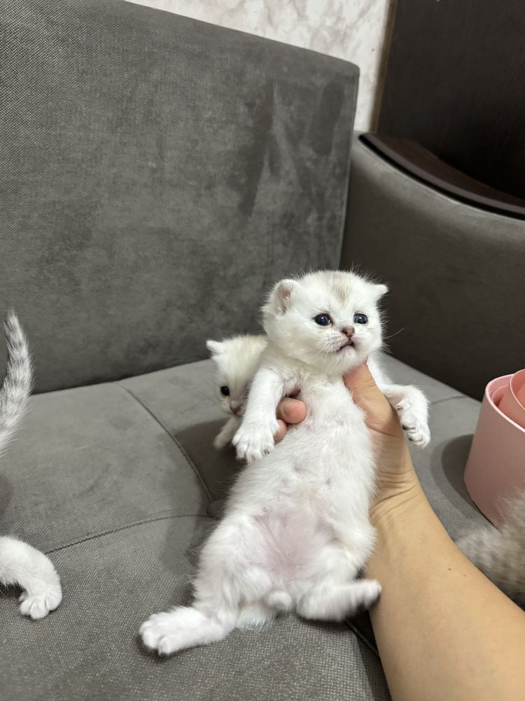 Шиншиллы чистокровные котята