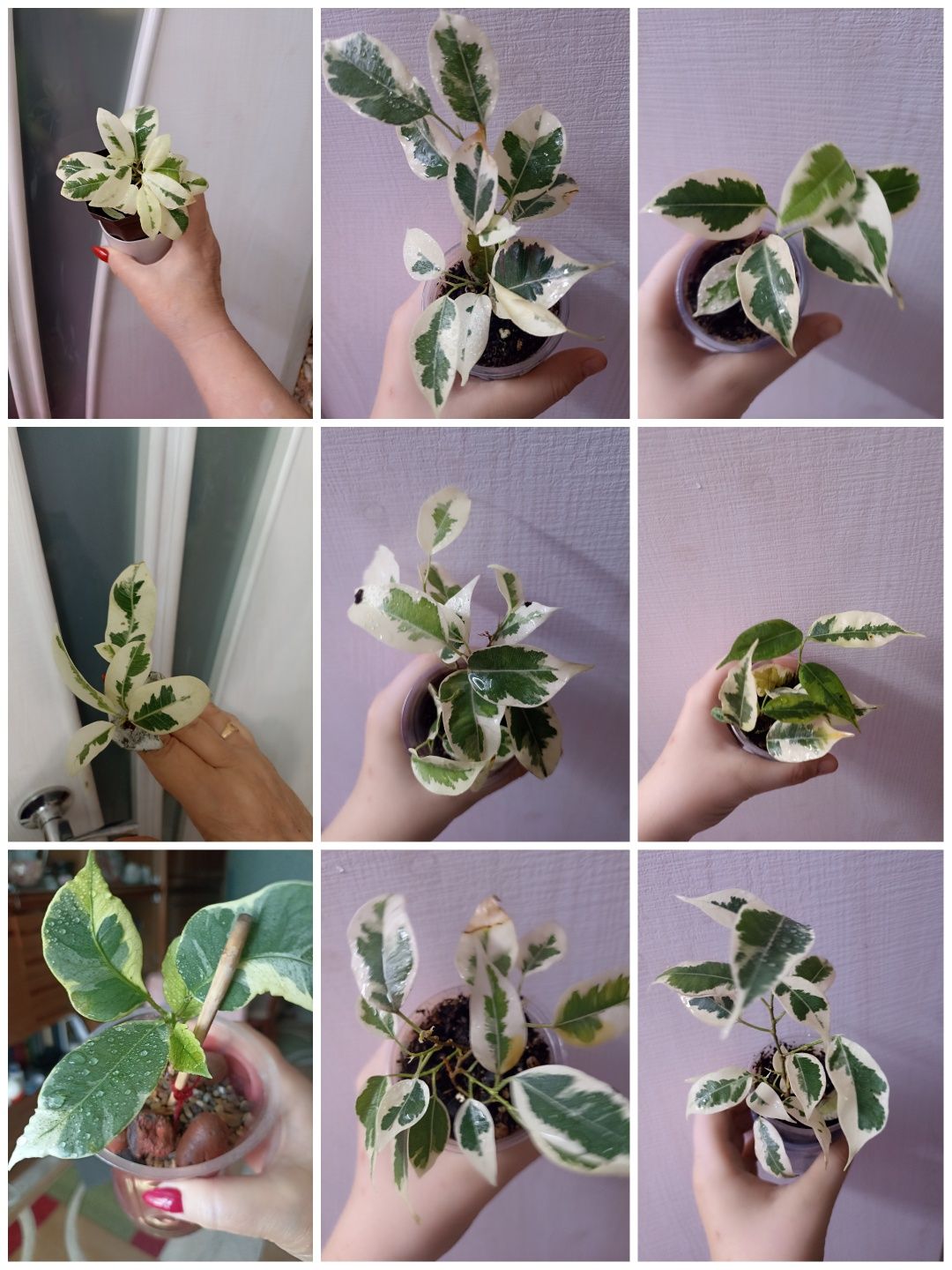 Продажа,фикусы и другие