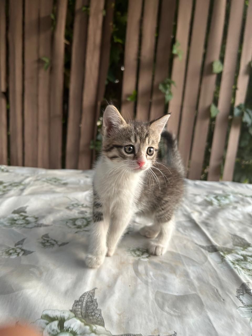 Котёнок ласковый.