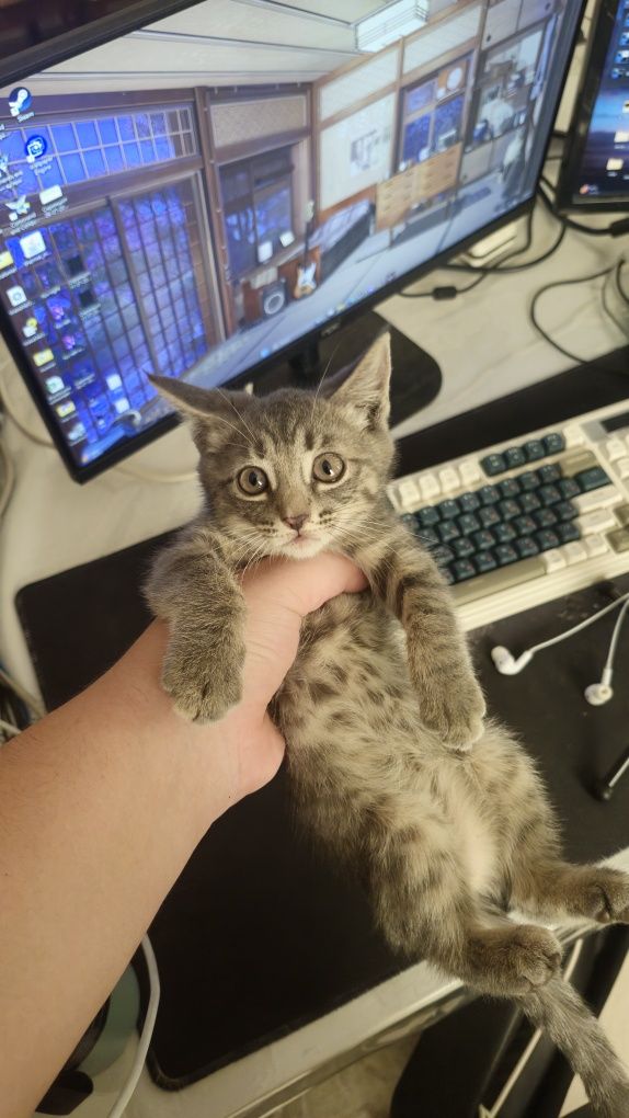 Даётся маленькая кошка