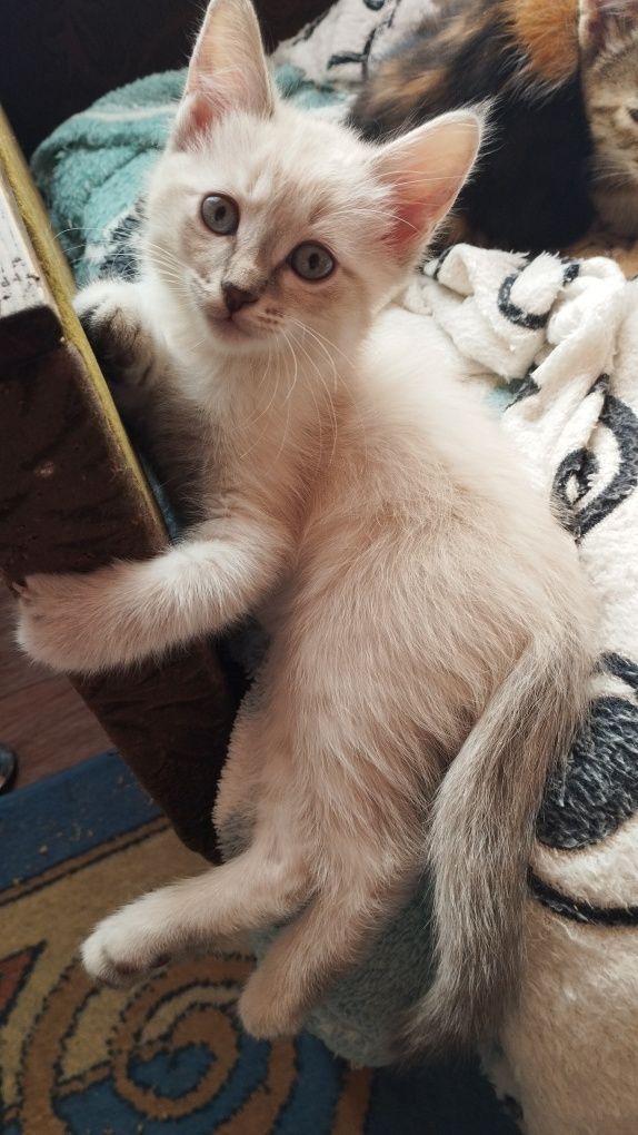 Пять килограмм котят в добрые руки)