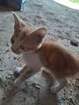 Котёнок .Жақсы мысықтар таза