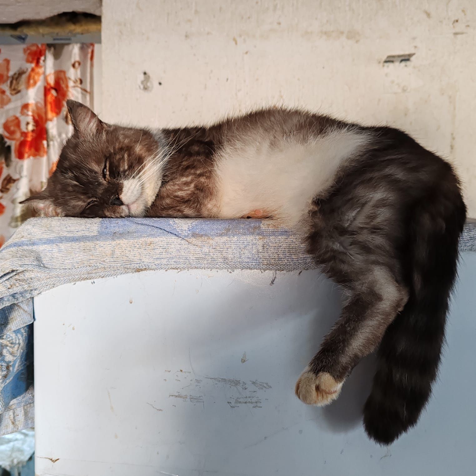 Отдадим даром котика!