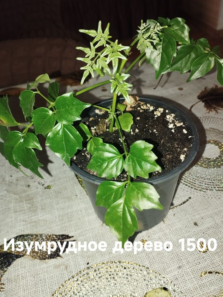 Продам комнатные растения