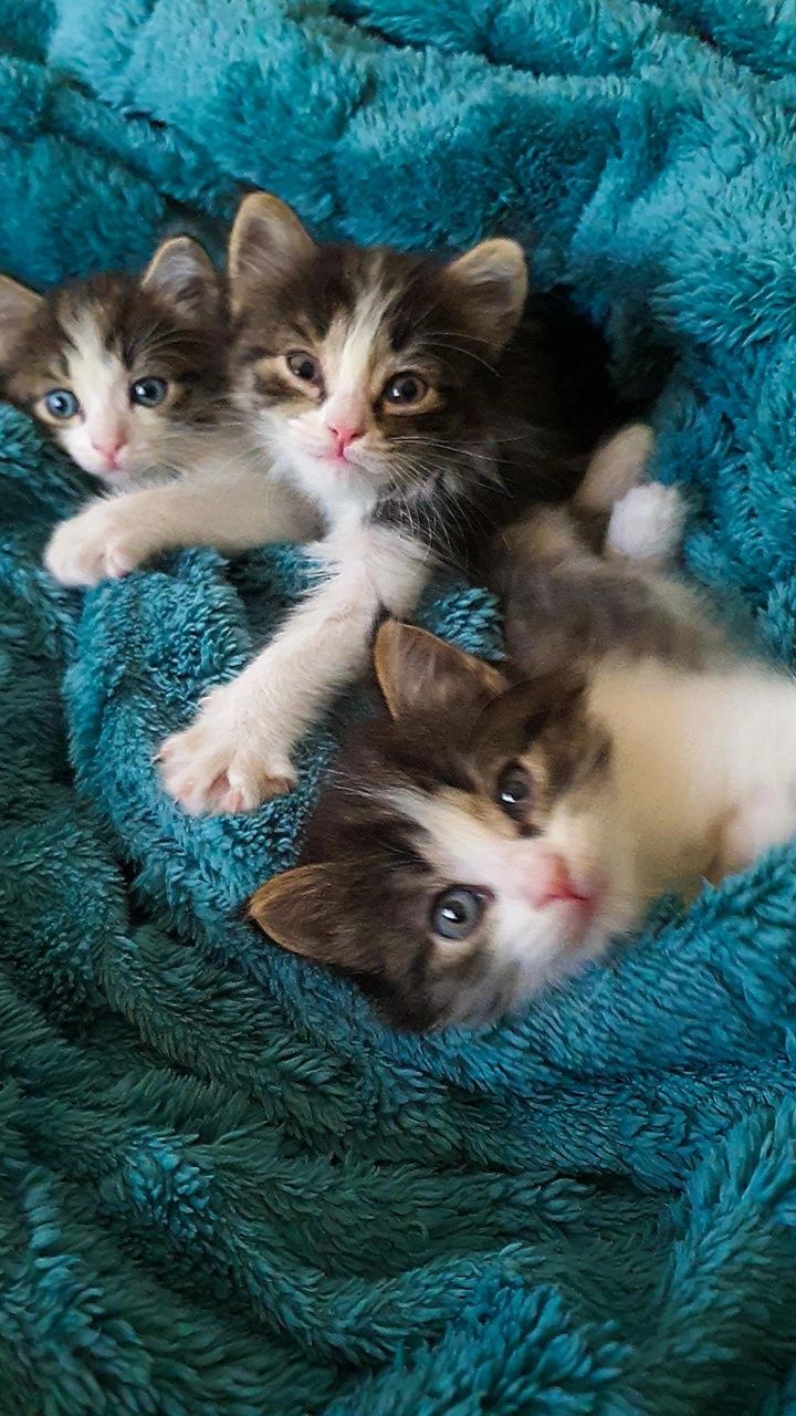 Отдам котят в добрые руки!