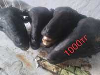 продаются баранья готовые голова. Қойдың басы.