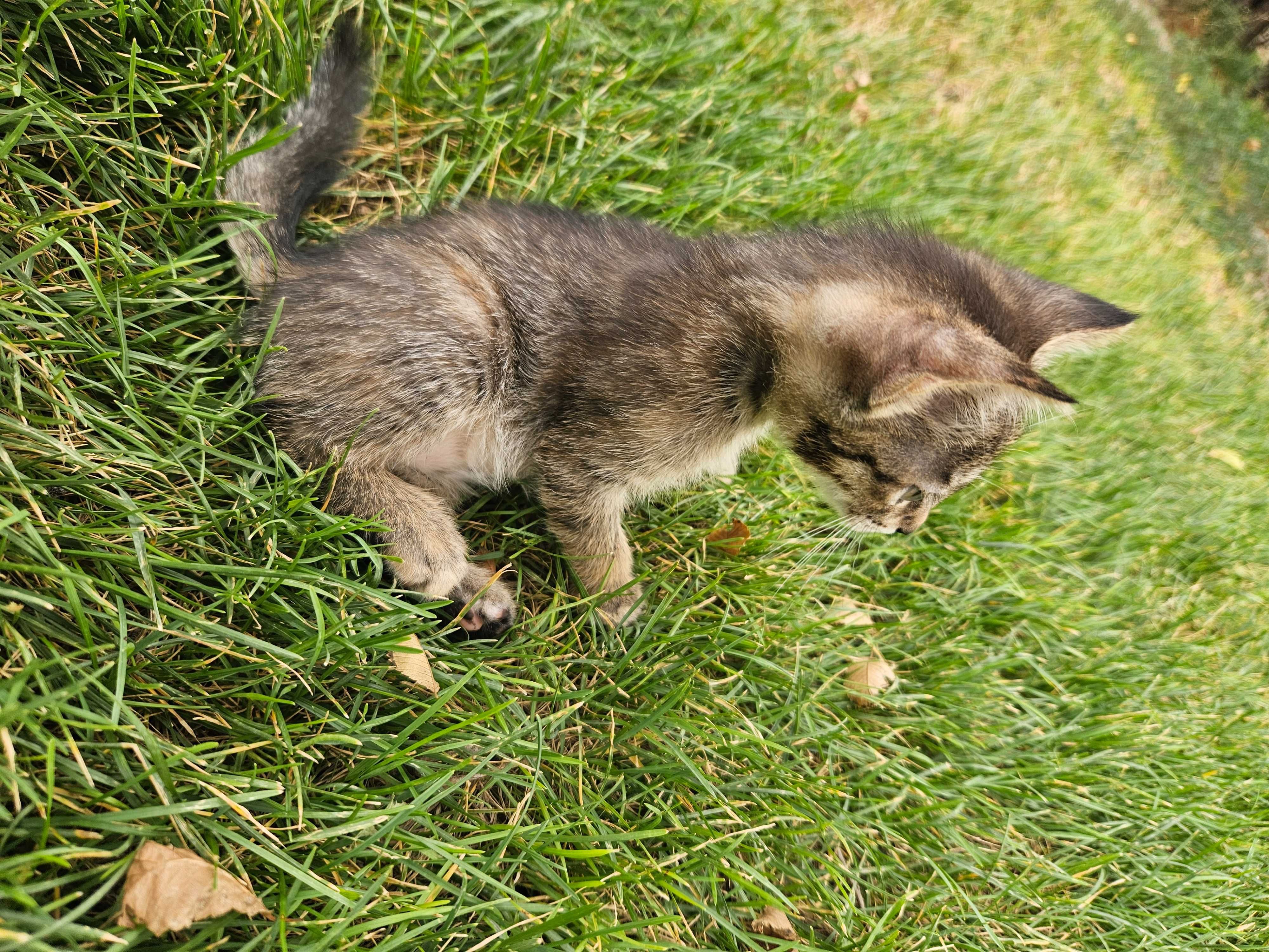 Котята мышеловы, мама смесь бенгала и обычной.